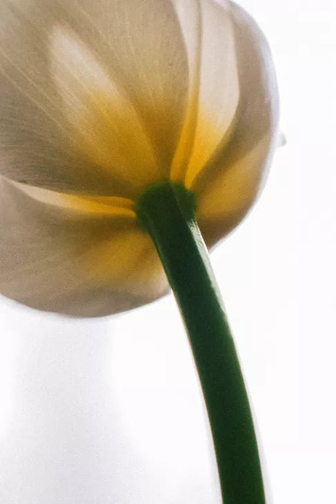 Mindful House of De Tulip Eau De Perfume