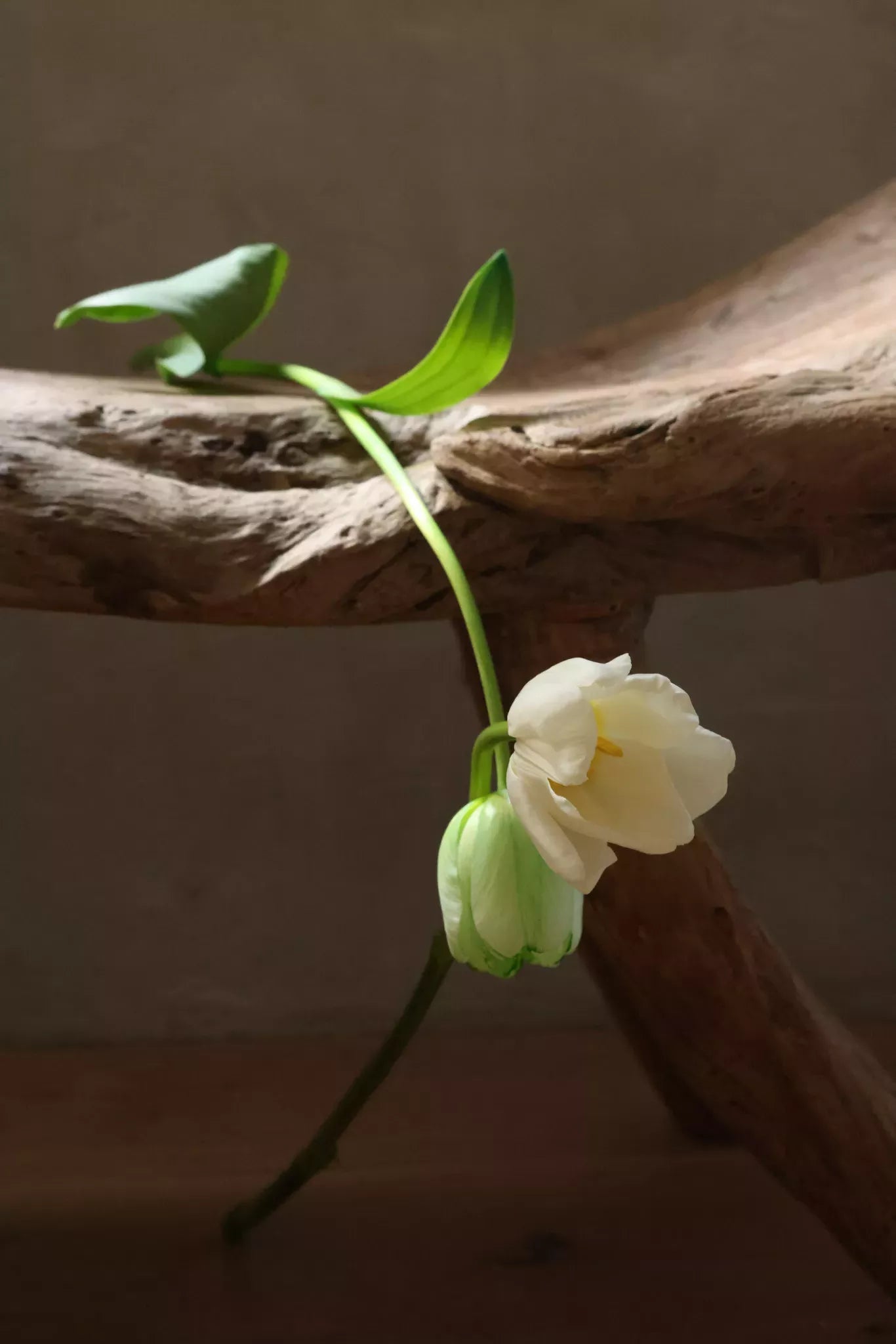 Mindful Body Lotion