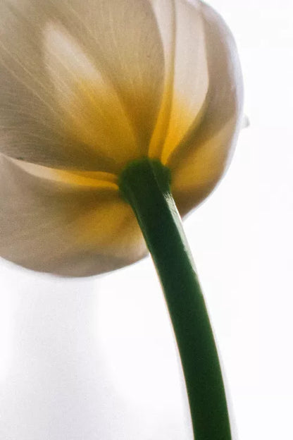 Mindful House of De Tulip Eau De Perfume