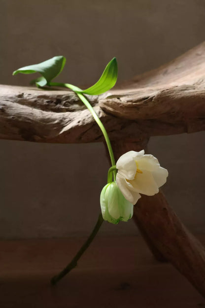 Mindful Body Lotion
